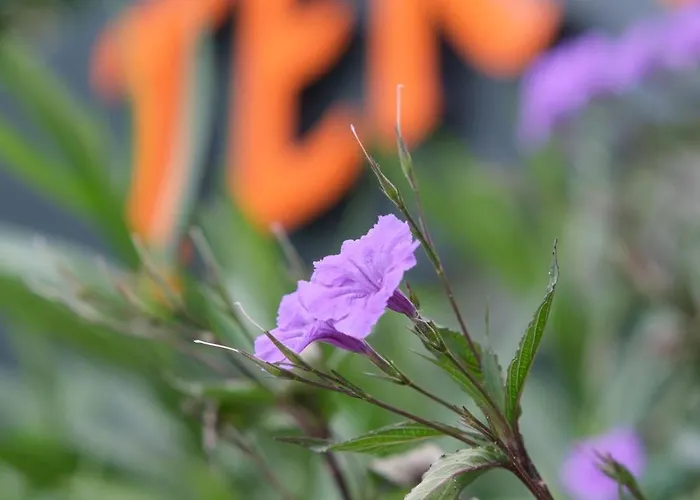 Tekhan Alacati ホテル *