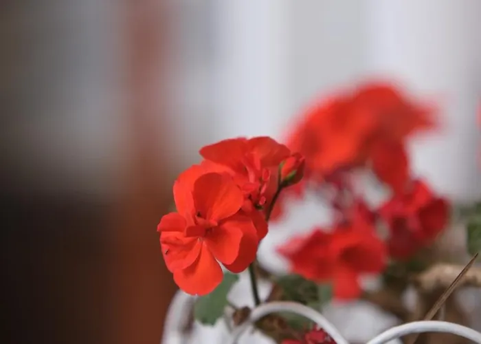 ホテル Tekhan Alacati